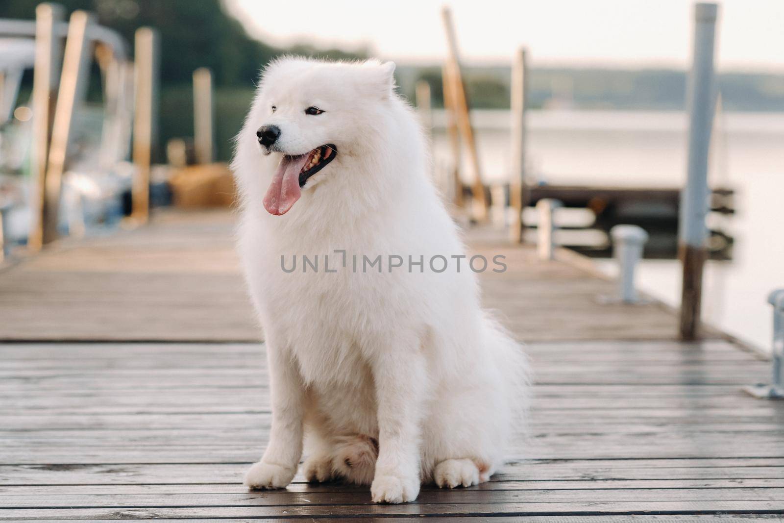 A large white Samoyed dog is sitting on the pier near the yacht by Lobachad