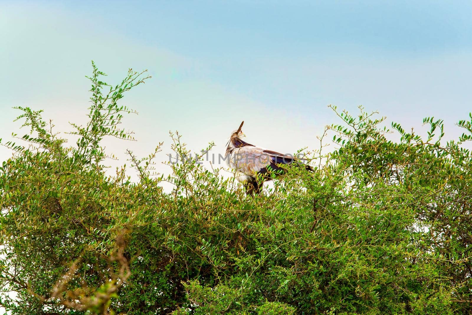 Kenya National Park, wildlife. The eagle is sitting on the branches of trees.