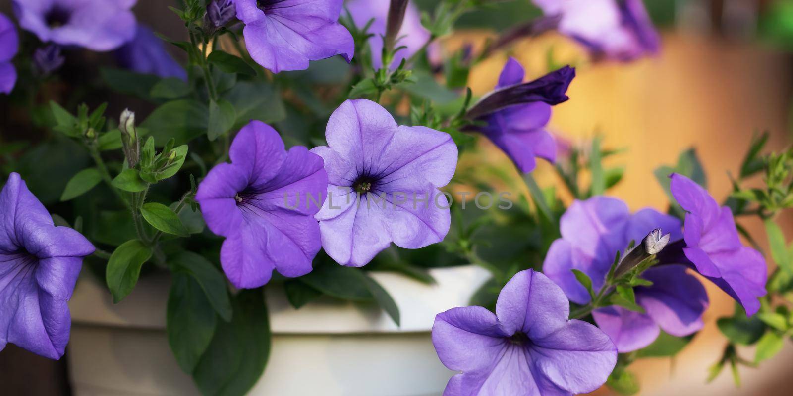 Stunning lilac potted petunia decorates the gazebo wall by galsand