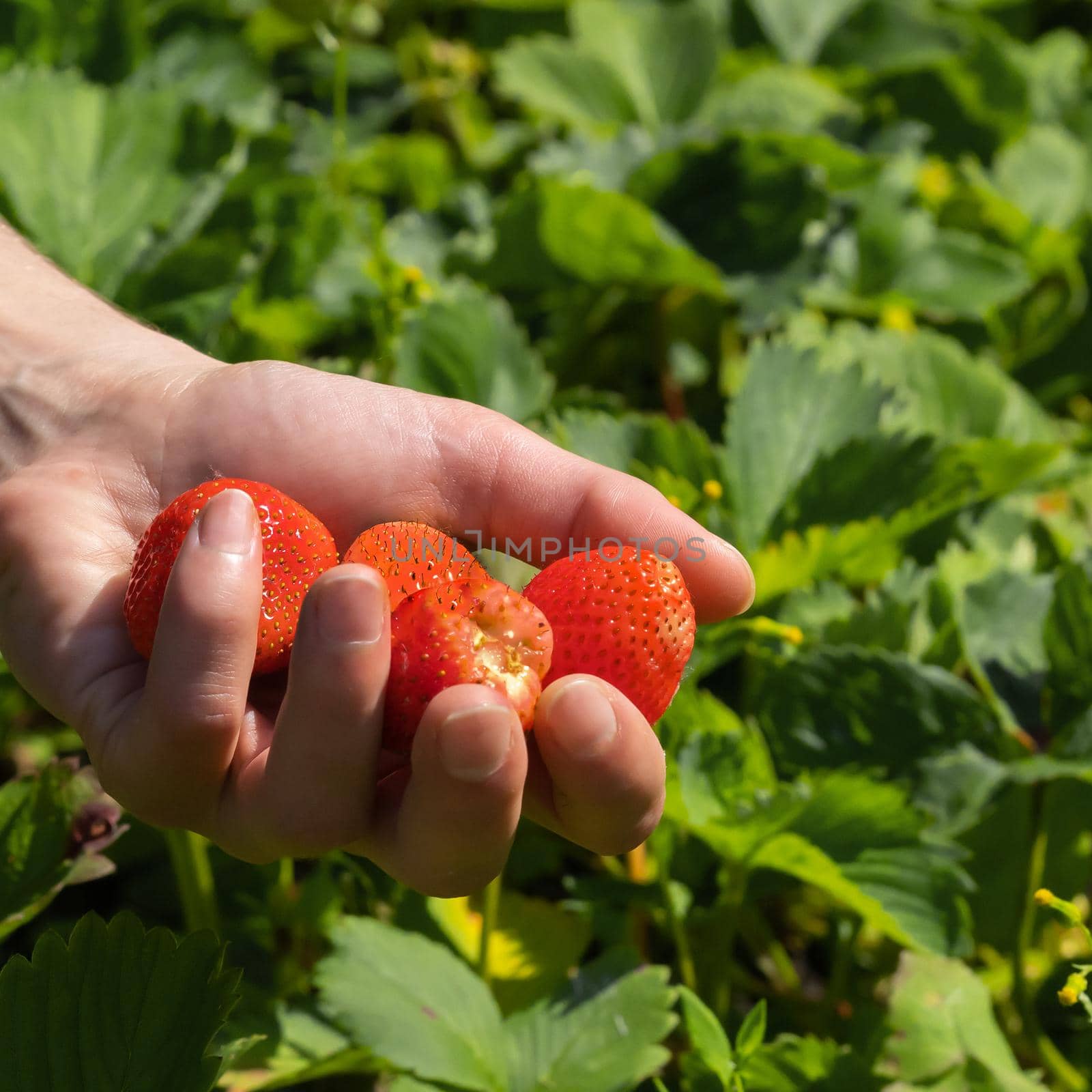 Female hands hold a handful of juicy ripe red strawberries, the girl harvests berries in her garden.
