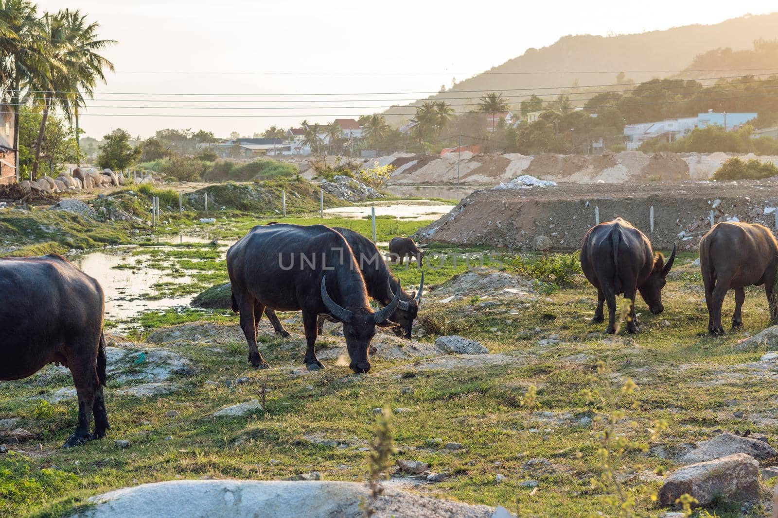 Buffaloes in the field in Vietnam, Nha Trang.