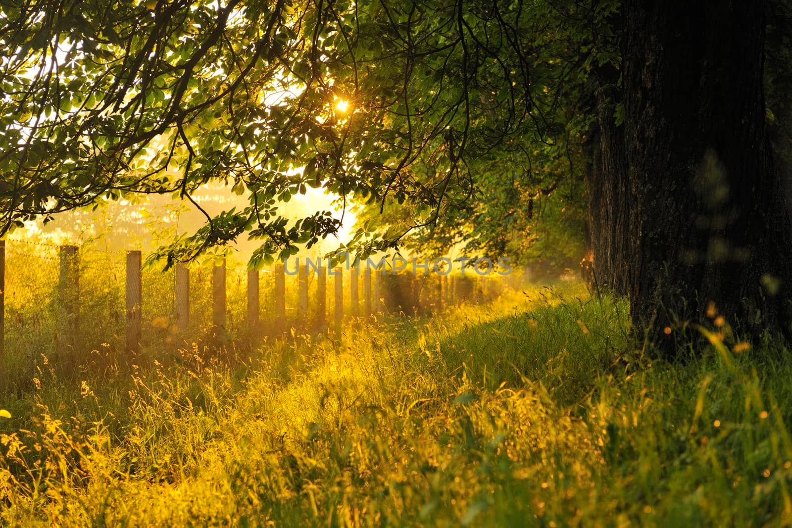 beautiful fresh morning with sun rays and dramatic light