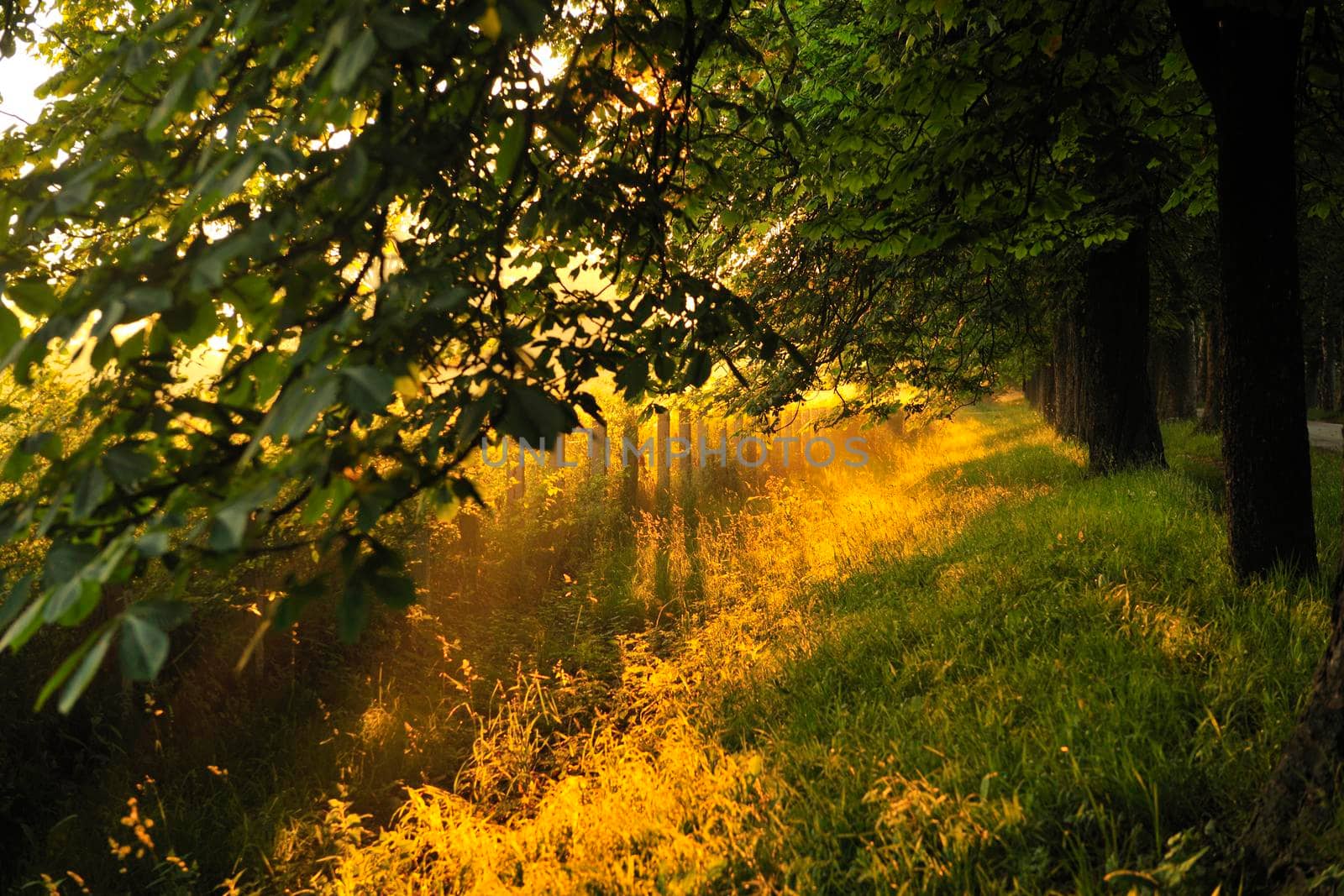 beautiful fresh morning with sun rays and dramatic light