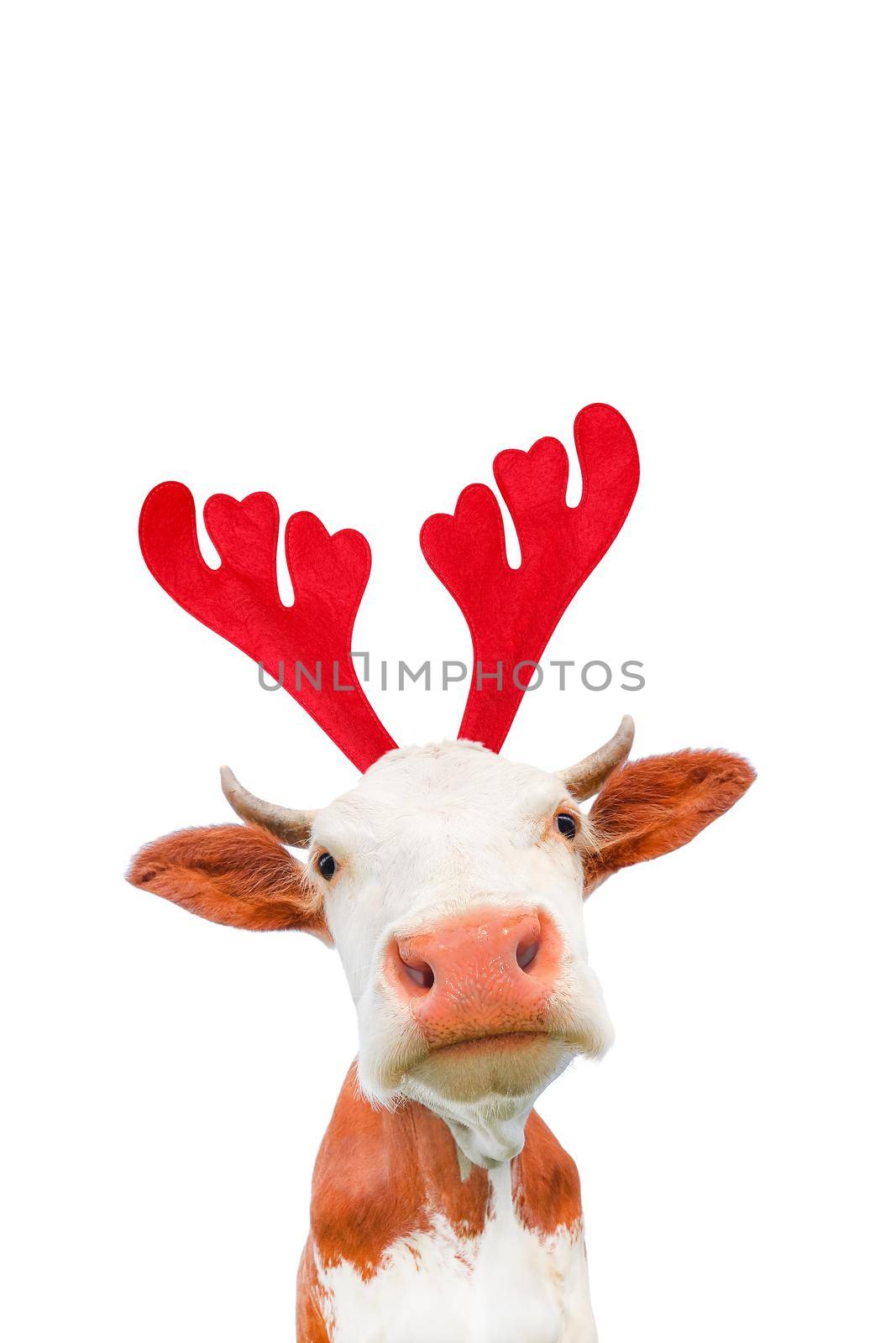 Christmas funny cow isolated on white background. Cow portrait in Christmas Reindeer Antlers Headband.