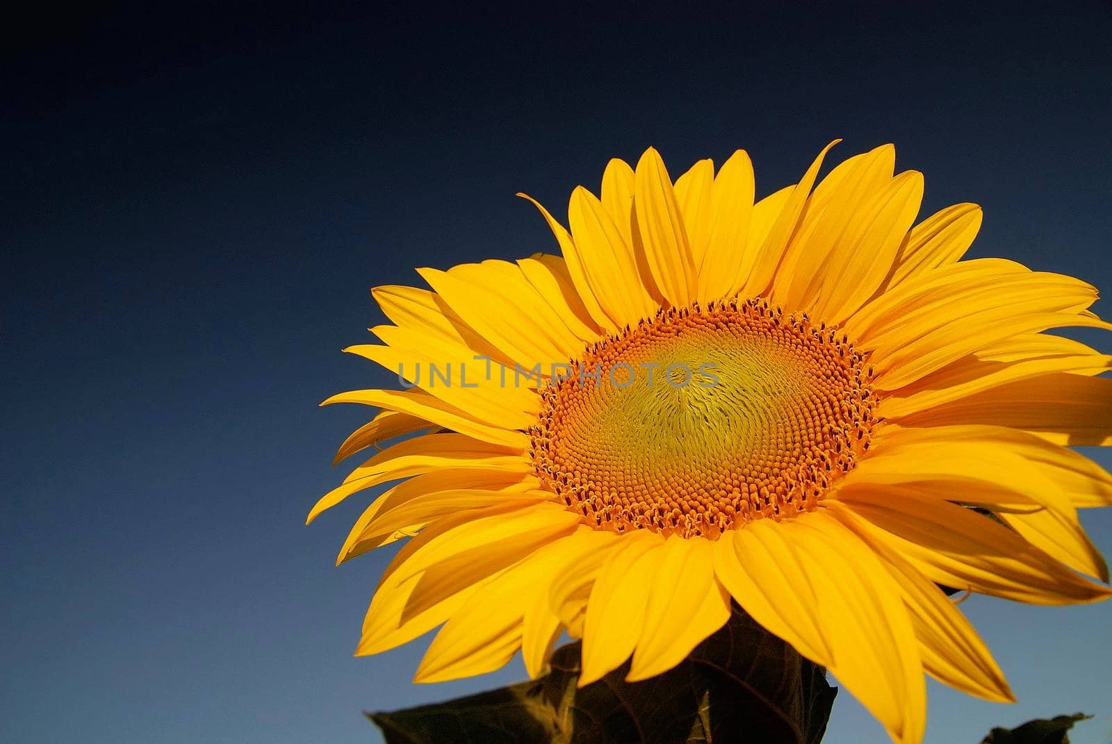 sunflower at sunny day   (NIKON D80; 6.7.2007; 1/100 at f/8; ISO 400; white balance: Auto; focal length: 18 mm)