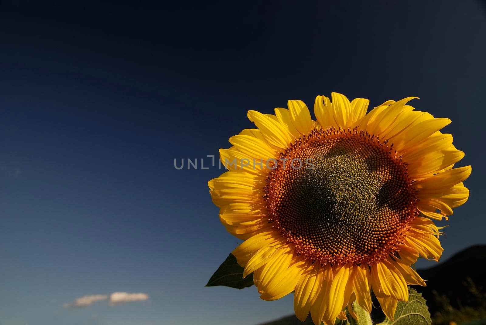 sunflower at sunny day   (NIKON D80; 6.7.2007; 1/100 at f/5.6; ISO 100; white balance: Auto; focal length: 18 mm)