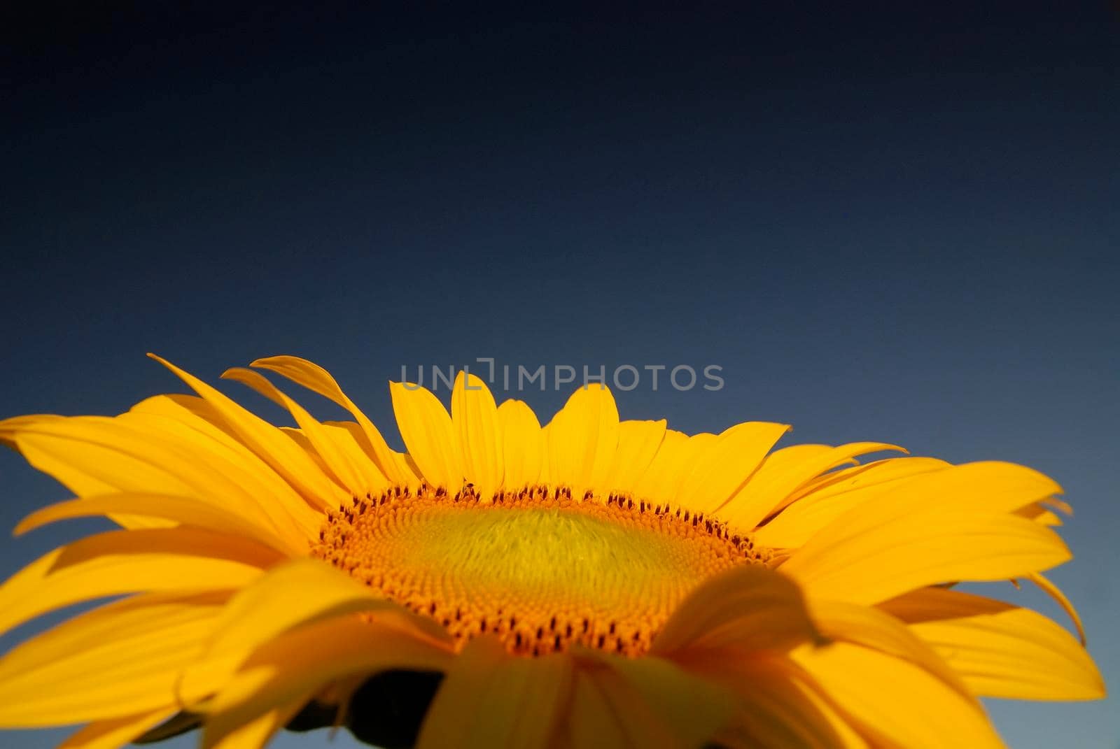 sunflower at sunny day   (NIKON D80; 6.7.2007; 1/100 at f/8; ISO 400; white balance: Auto; focal length: 18 mm)