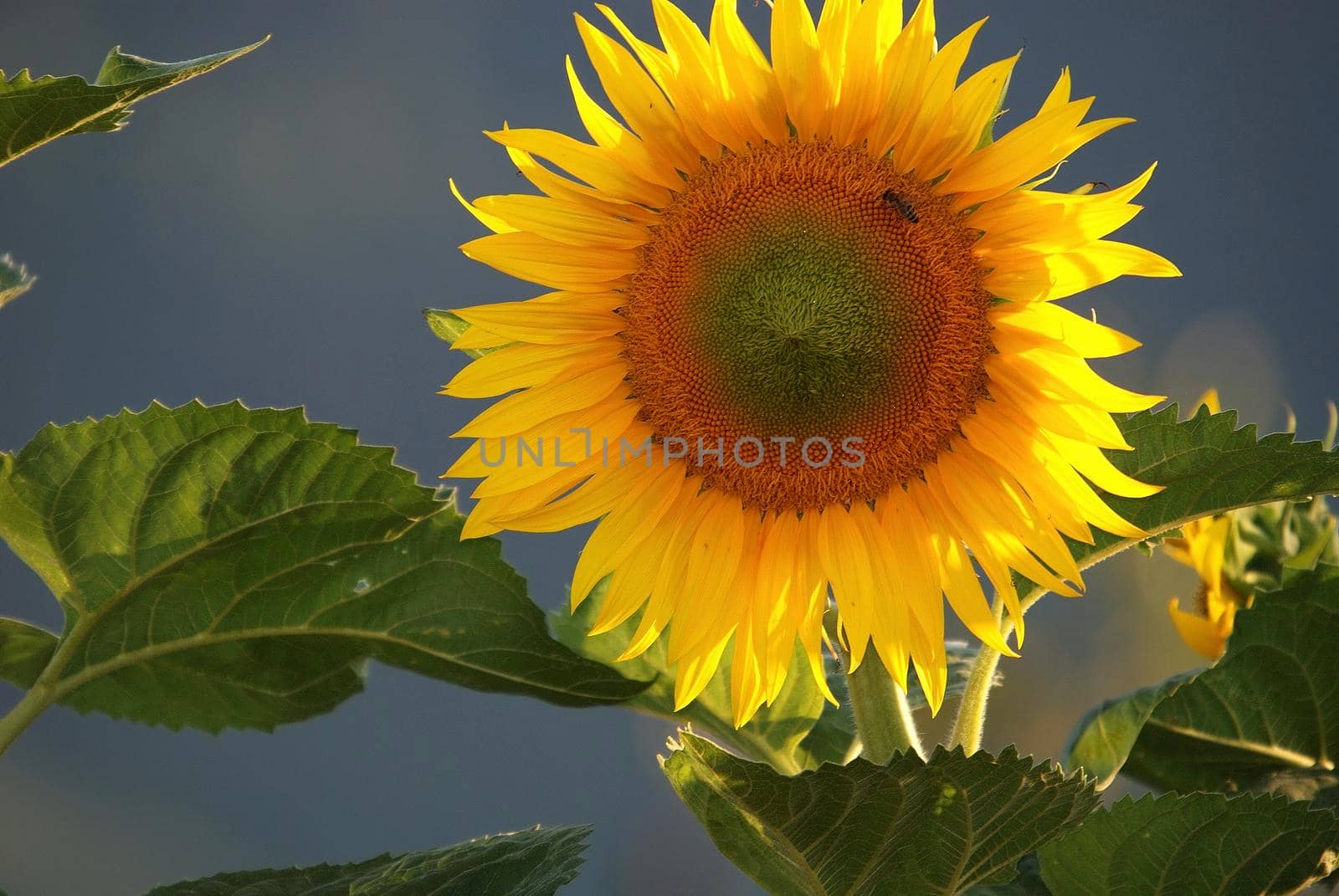 sunflower at sunny day   (NIKON D80; 6.7.2007; 1/160 at f/6.3; ISO 200; white balance: Auto; focal length: 370 mm)