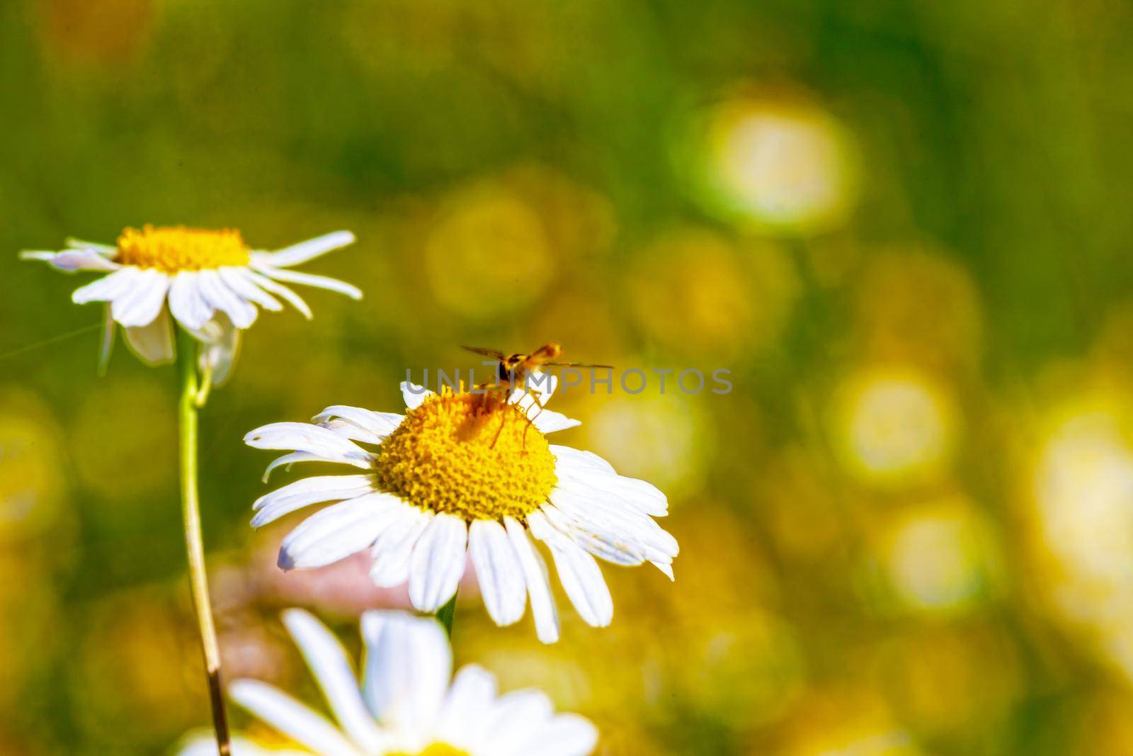 A dragonfly sits on a daisy lit by the morning spring sunshine. Close-up. Wildlife concept, beautiful background for your desktop.