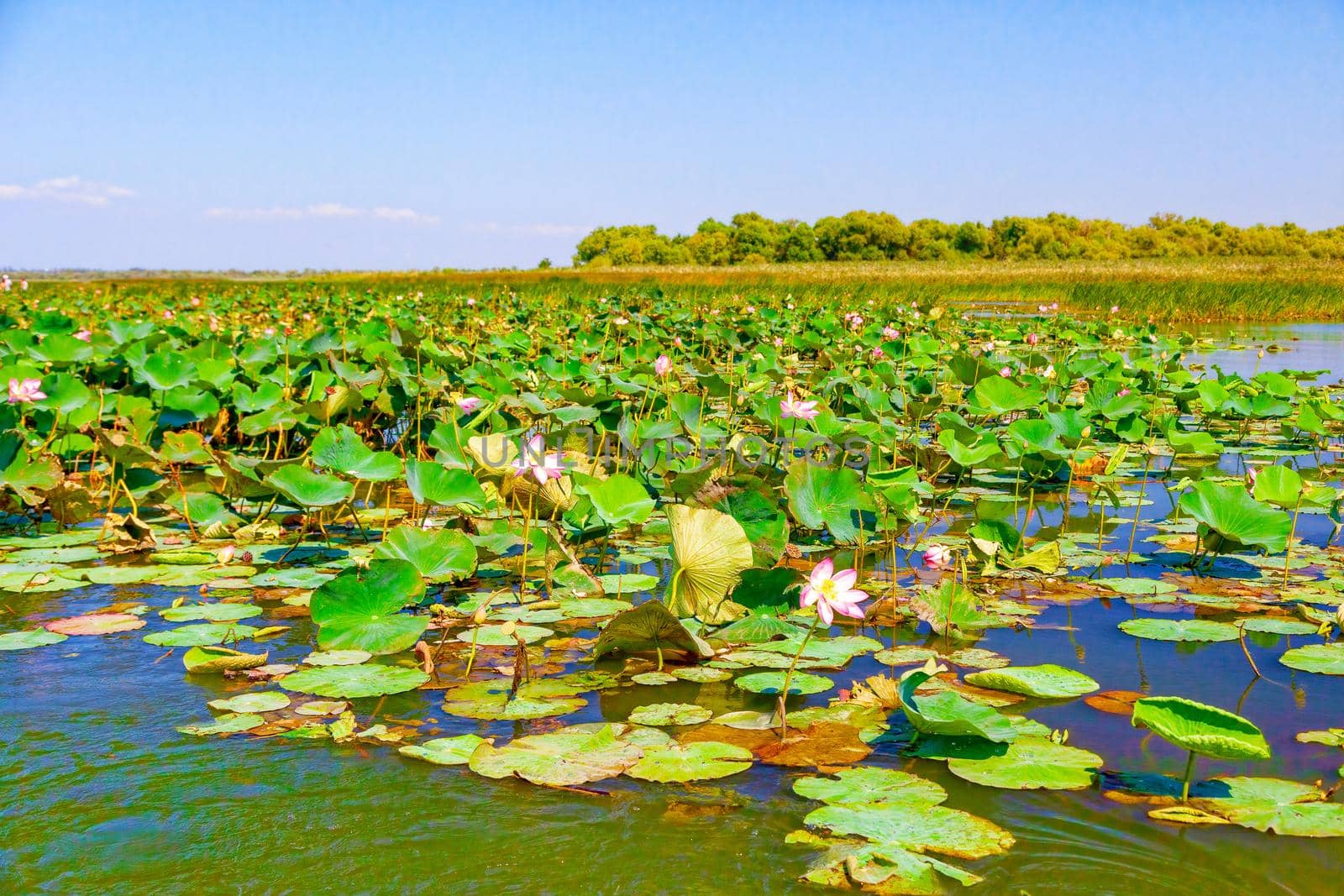 Flowers and lotus leaves among a large lake in the Krasnodar region, Russia.