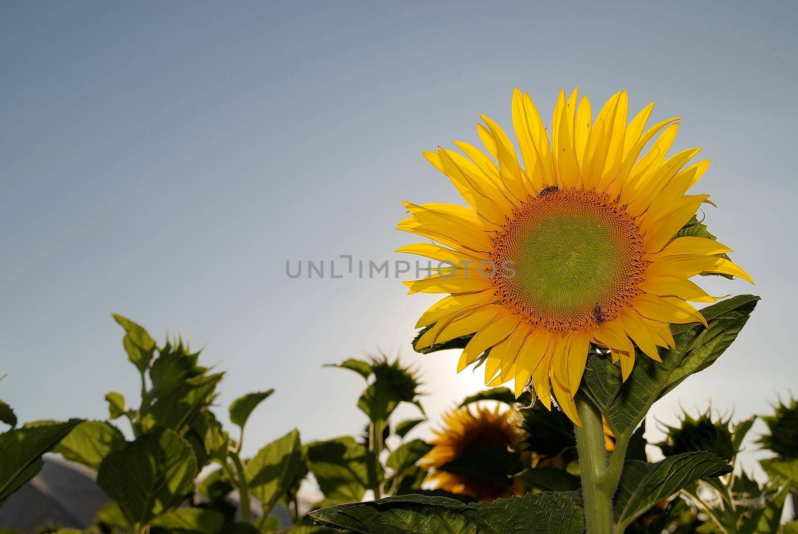 sunflower at sunny day   (NIKON D80; 6.7.2007; 1/125 at f/7.1; ISO 100; white balance: Auto; focal length: 35 mm)