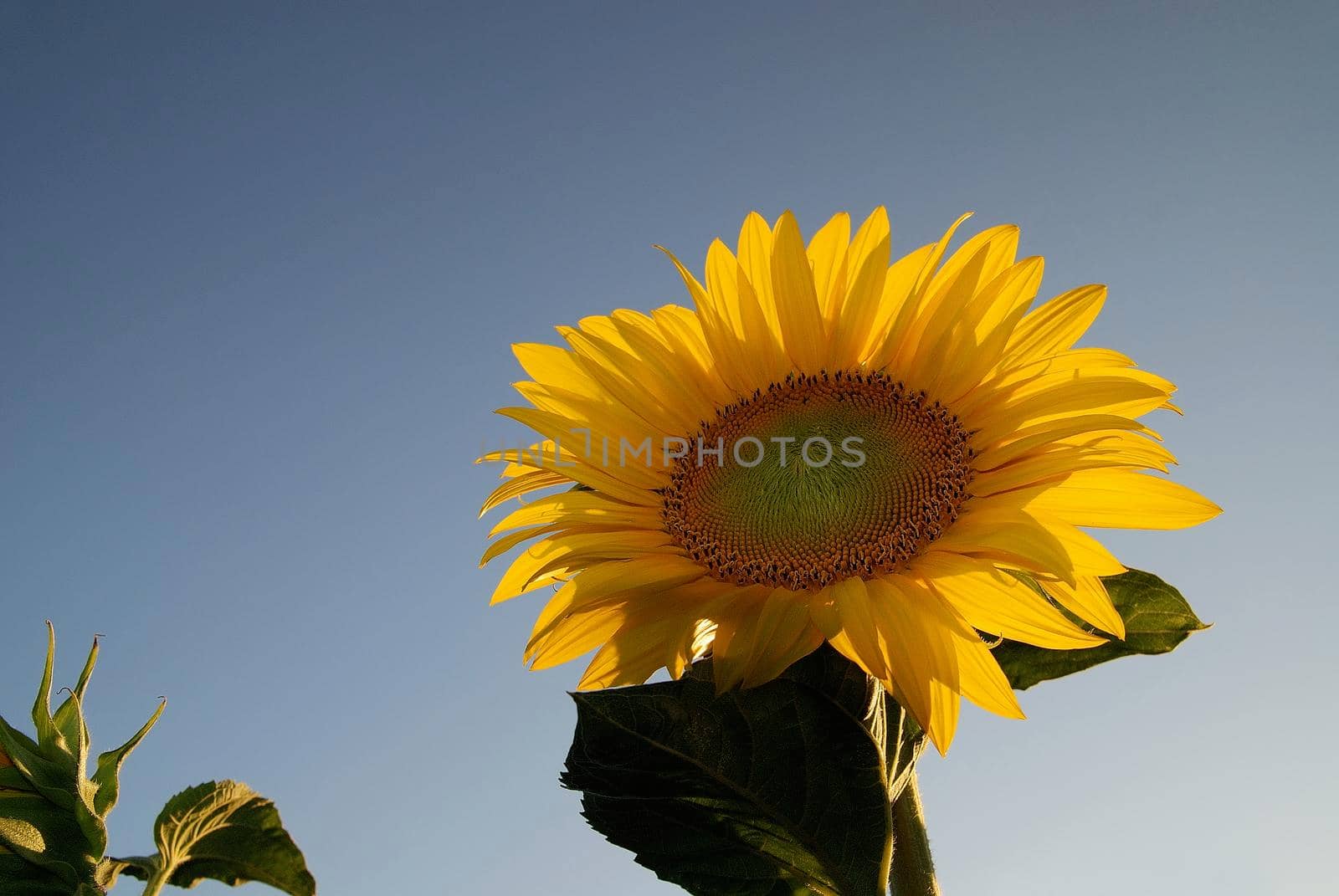 sunflower at sunny day   (NIKON D80; 6.7.2007; 1/100 at f/8; ISO 400; white balance: Auto; focal length: 24 mm)