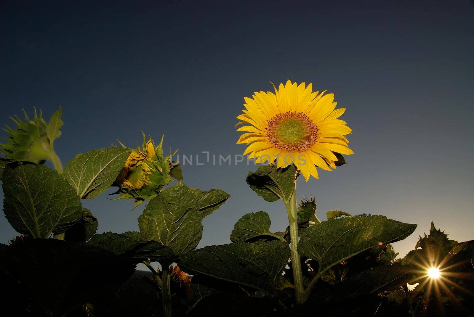 sunflower at sunny day   (NIKON D80; 6.7.2007; 1/200 at f/11; ISO 400; white balance: Auto; focal length: 18 mm)