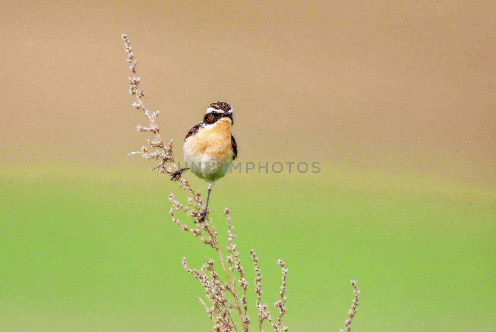 Stonechat. A small birdie, the size of a robin, is sitting in a thin grass sprig, in summertime, among the endless fields of Russia. The concept of wildlife and its conservation.
