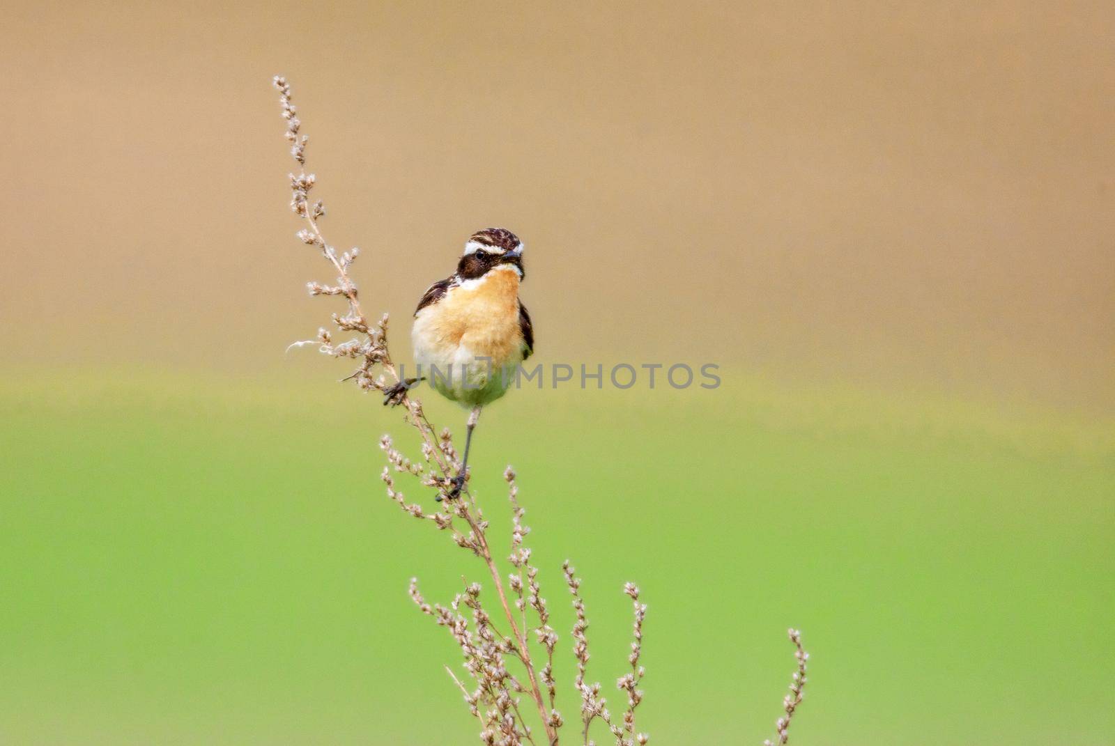 Stonechat. A small birdie, the size of a robin, is sitting in a thin grass sprig, in summertime, among the endless fields of Russia. The concept of wildlife and its conservation.