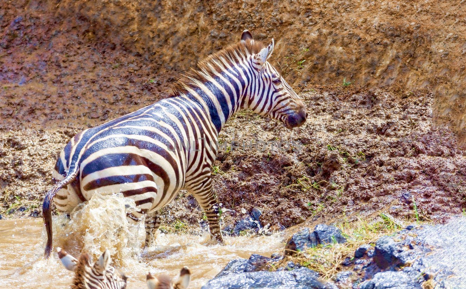 Crossing Kenya. National park. Wildebeests and zebras cross the river. Concept of wildlife, wildlife conservation. Travel concept, photo safari.