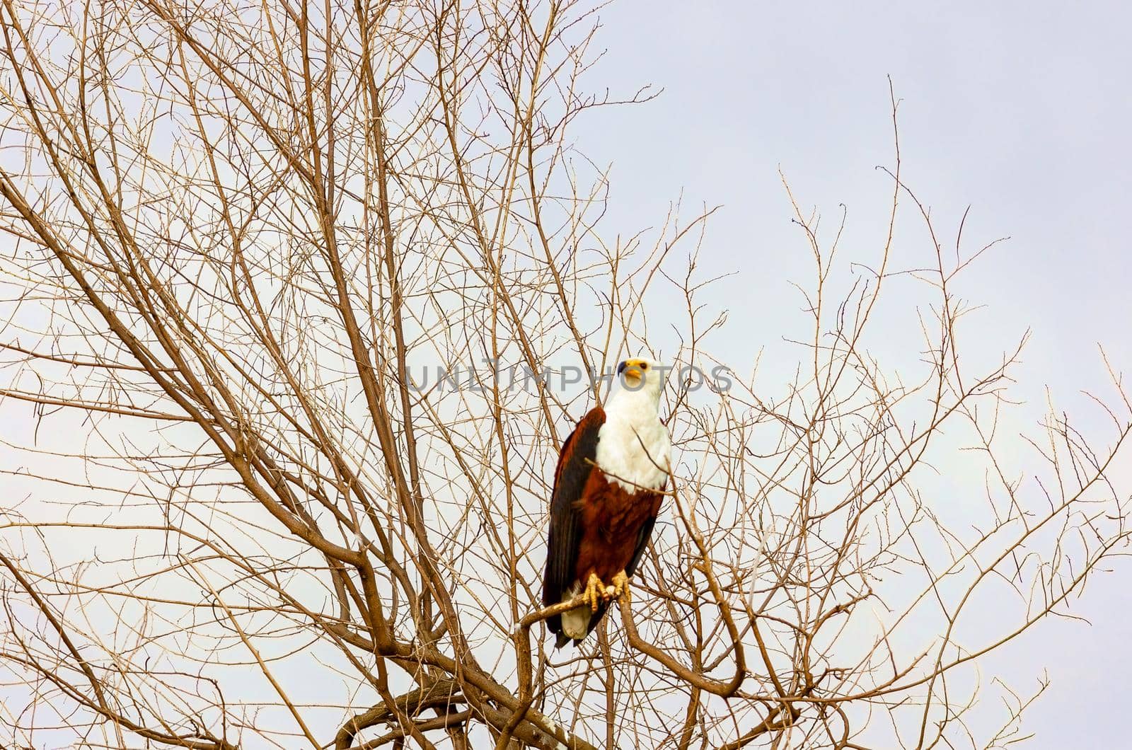 Kenya National Park, wildlife. The eagle is sitting on the branches of trees.