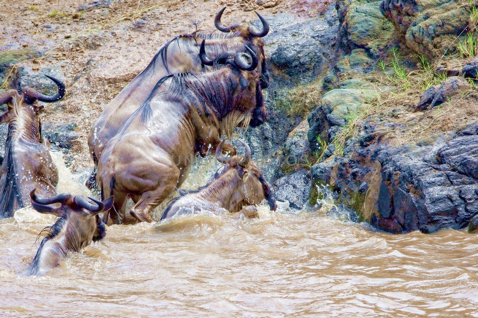 Crossing Kenya. National park. Wildebeests and zebras cross the river. Concept of wildlife, wildlife conservation. Travel concept, photo safari.