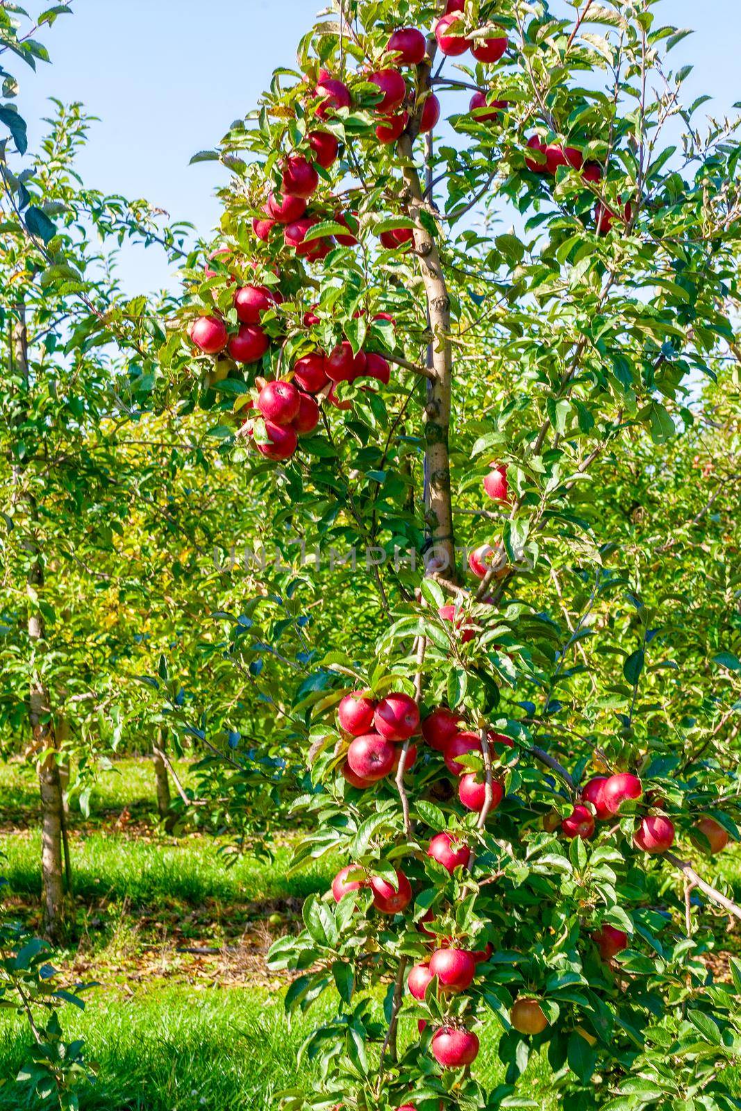 Apple tree with large red apples. by kolesnikov_studio