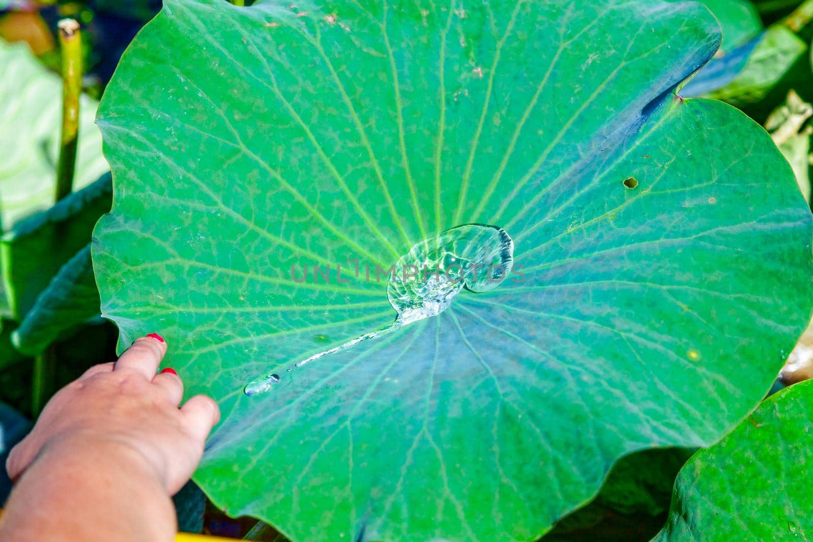 Flowers and lotus leaves among a large lake in the Krasnodar region, Russia.