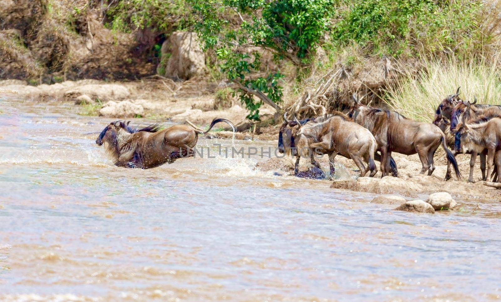 Crossing. Kenya. National park. The wildebeest and the zebras cr by kolesnikov_studio