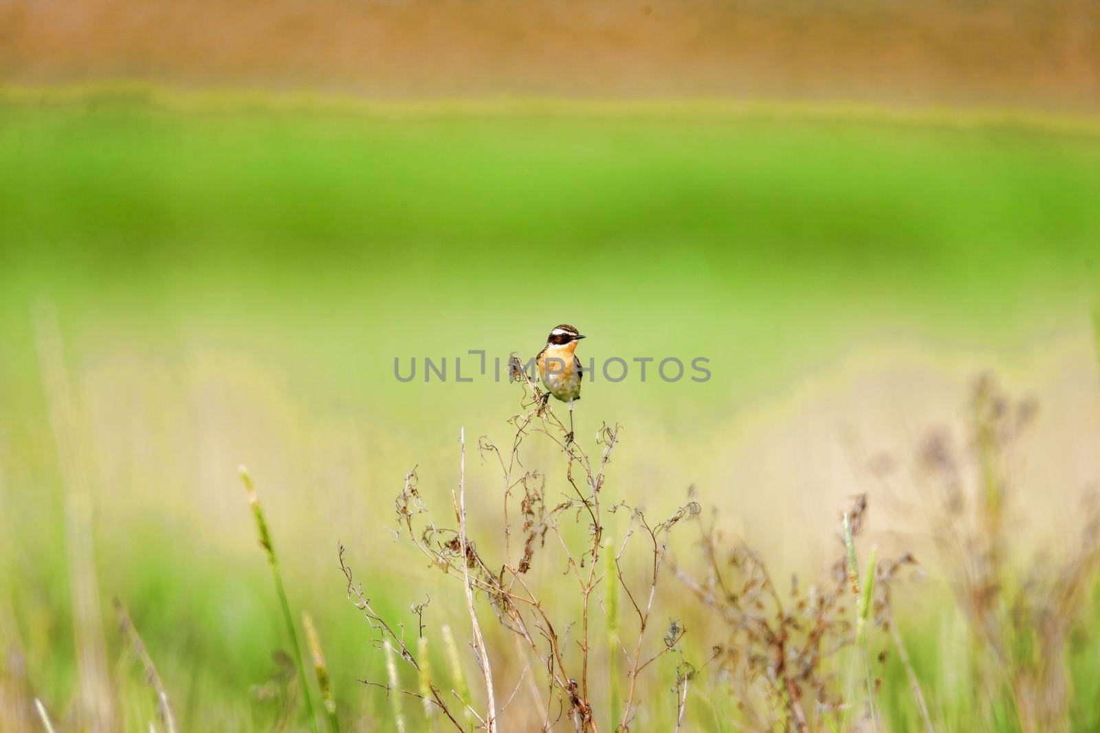 Stonechat. A small birdie, the size of a robin, is sitting in a thin grass sprig, in summertime, among the endless fields of Russia. The concept of wildlife and its conservation.