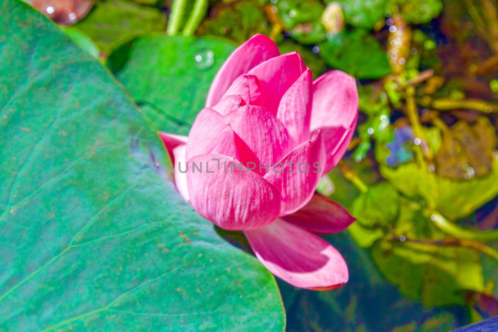 Flowers and lotus leaves among a large lake in the Krasnodar region, Russia.