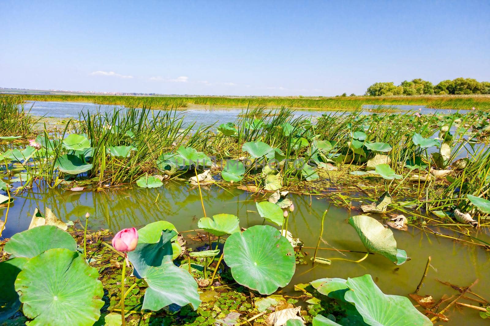 Flowers and lotus leaves among a large lake in the Krasnodar region, Russia.