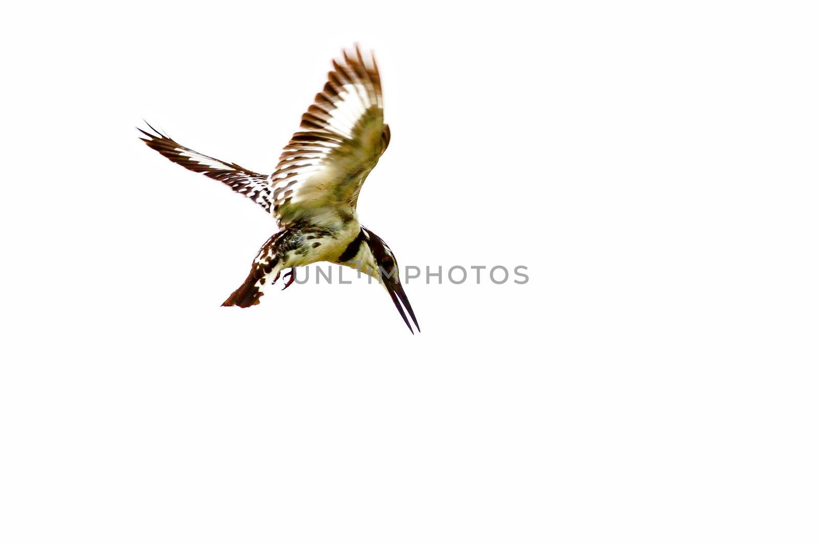 Kingfisher hunt in flight on Lake Nakuru Kenya. National park. Wildlife concept.