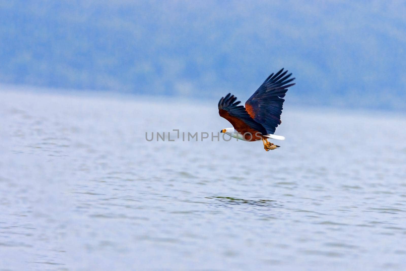 The eagle hunts on lake Nakuru. Kenya. by kolesnikov_studio