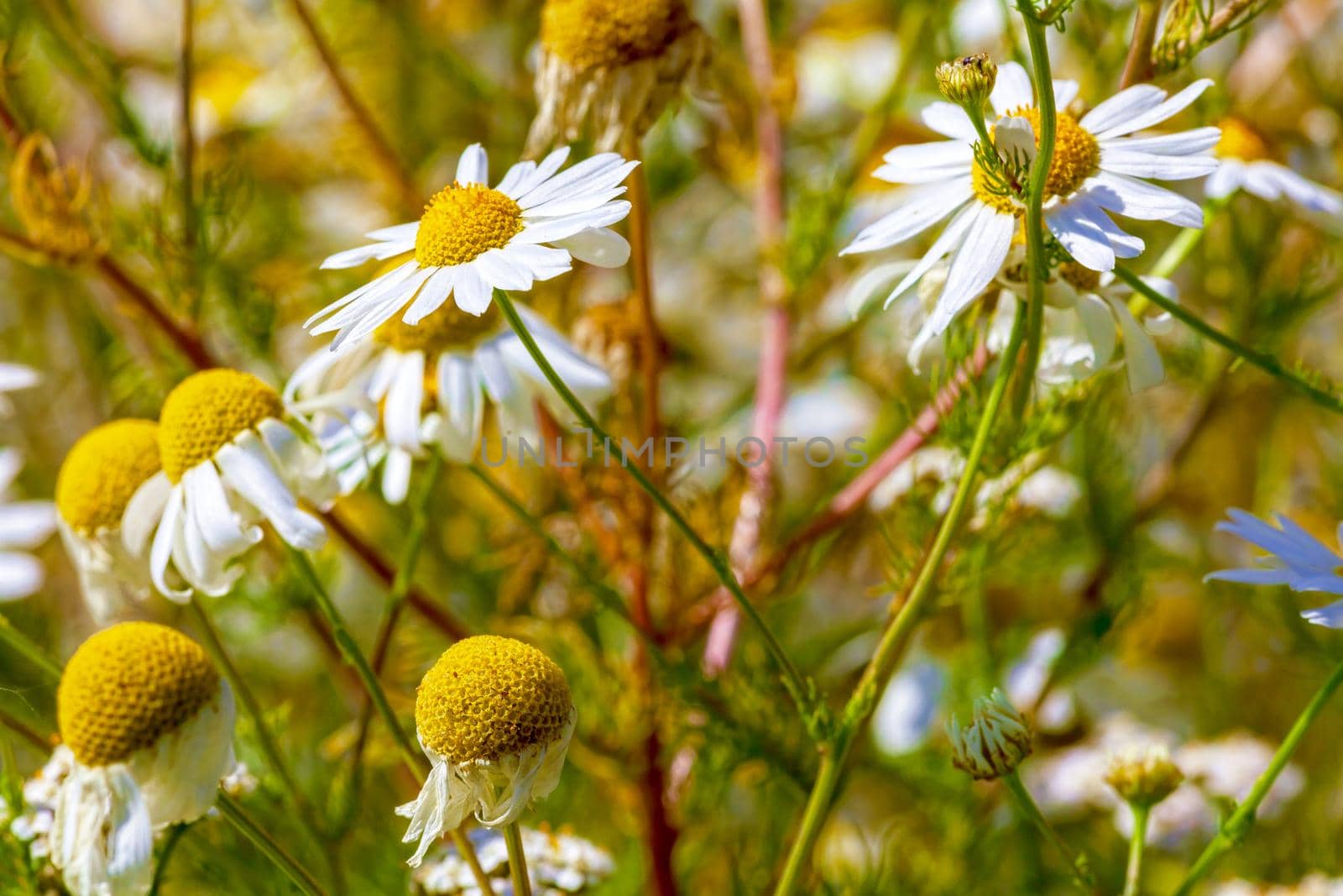 Chamomile flowers lit by the morning sun in the summer in the field. close-up. Concept of wildlife, summer outdoor recreation. Beautiful background for a magazine.