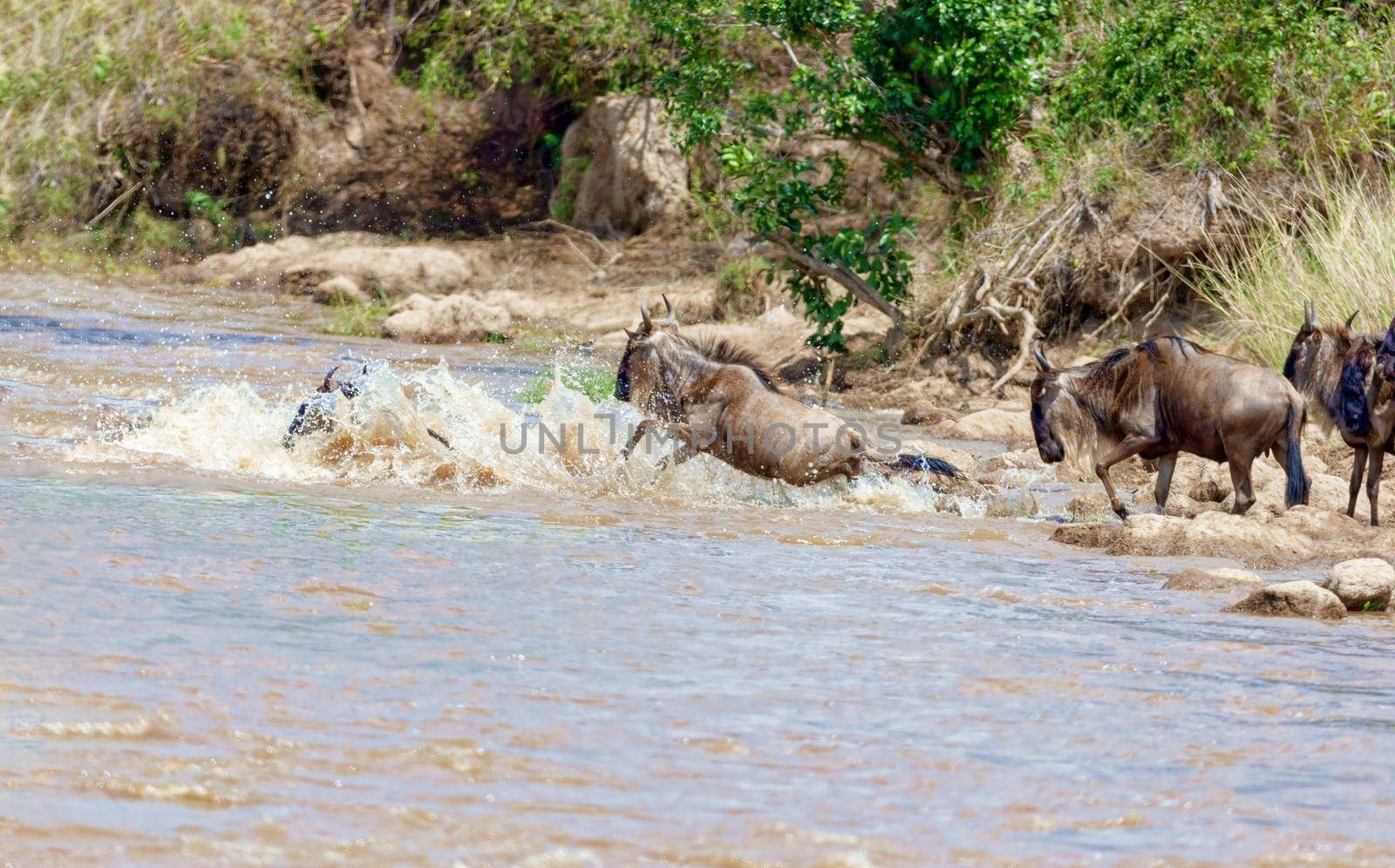 Crossing. Kenya. National park. The wildebeest and the zebras cr by kolesnikov_studio