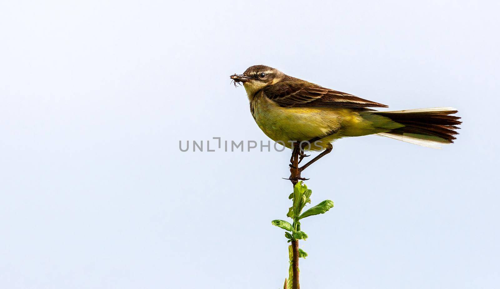 The bird sits on a twig and holds an insect in its beak. Wildlife concept. Russia Moscow region.