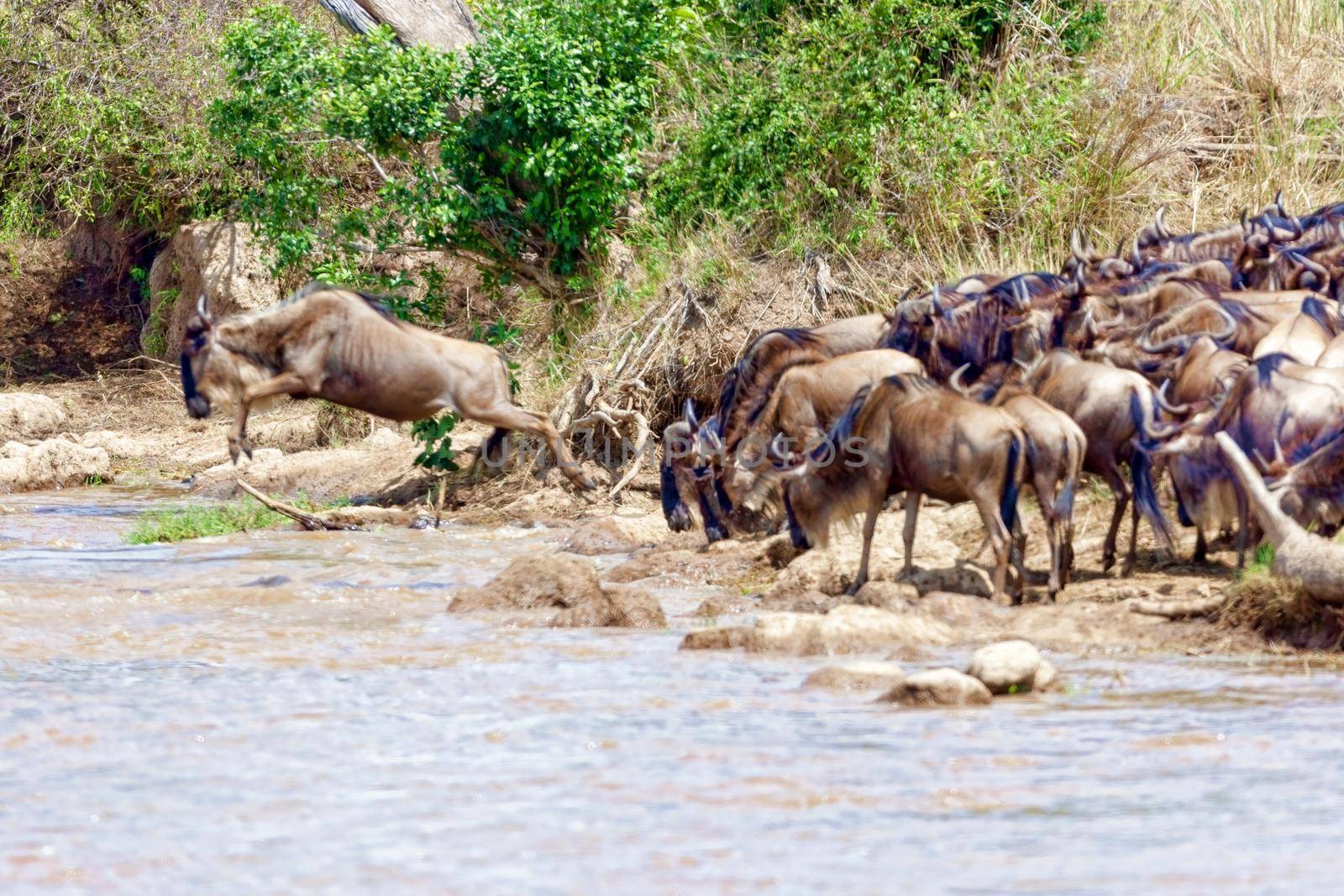 Crossing Kenya. National park. Wildebeests and zebras cross the river. Concept of wildlife, wildlife conservation. Travel concept, photo safari.