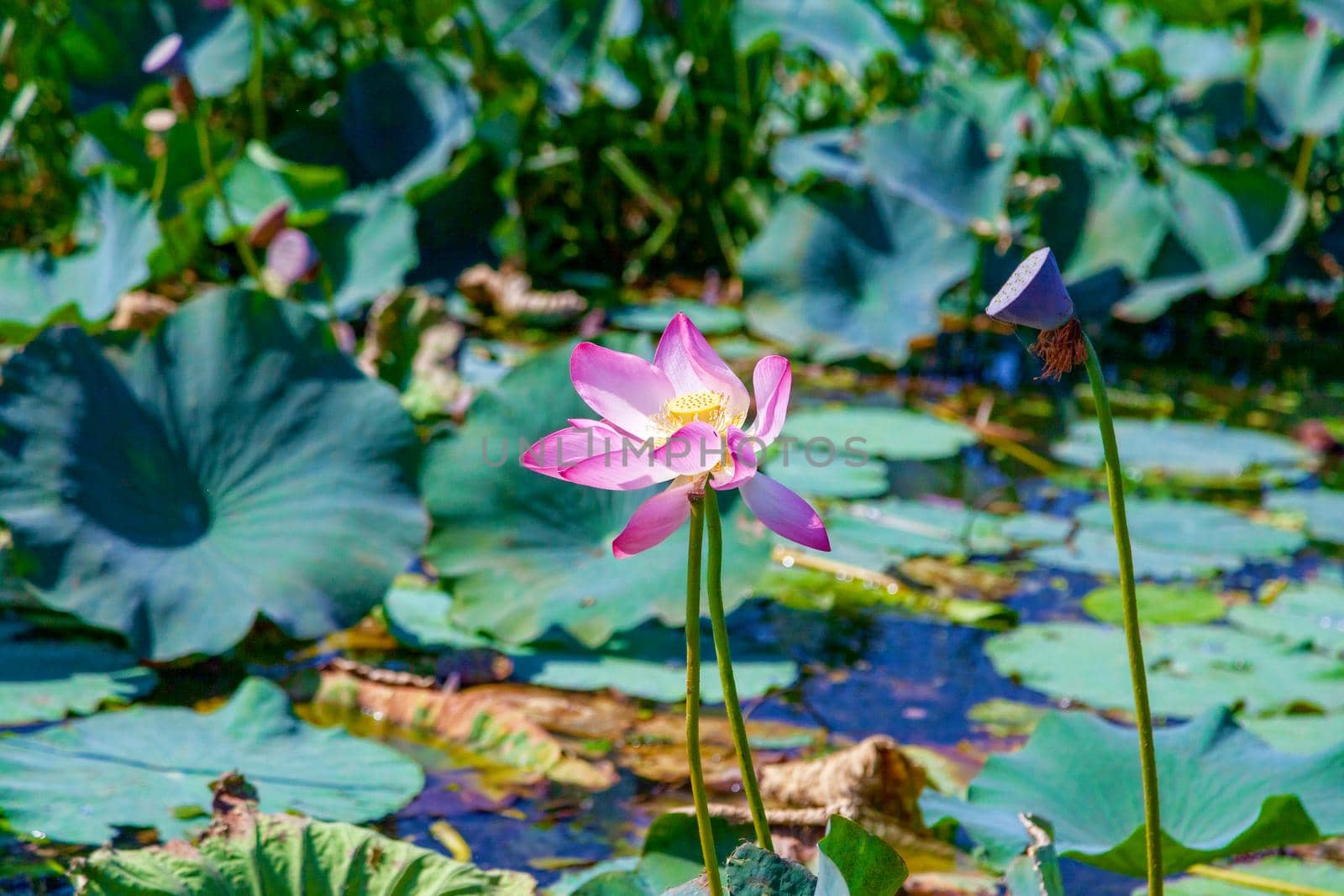 Lotus flowers among the big lake. by kolesnikov_studio