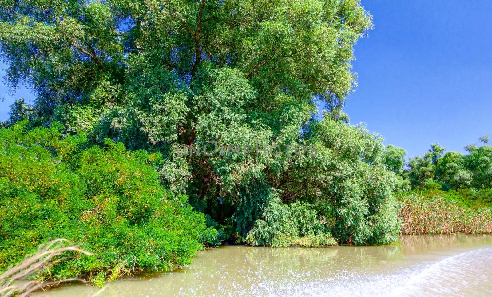 Beautiful view from the motorboat to the dense greens and the warm river. Russia, Krasnodar region. Travel concept, summer vacation.