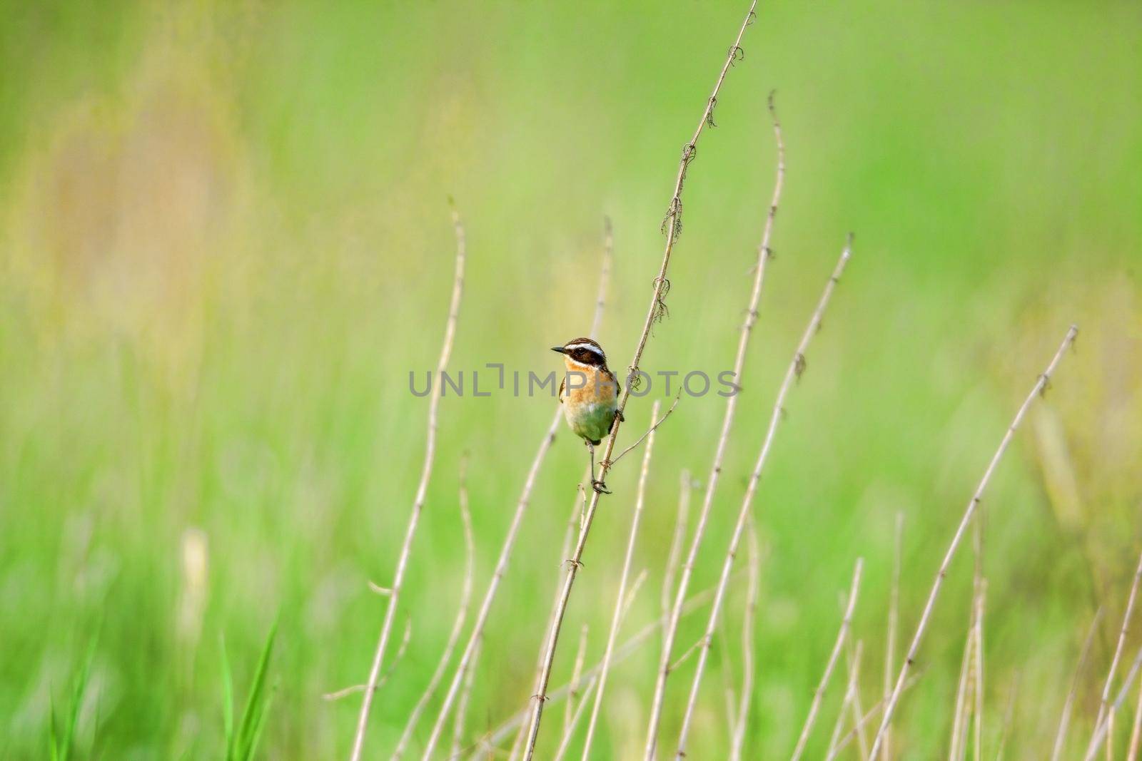 Stonechat. A small birdie, the size of a robin, is sitting in a thin grass sprig, in summertime, among the endless fields of Russia. The concept of wildlife and its conservation.