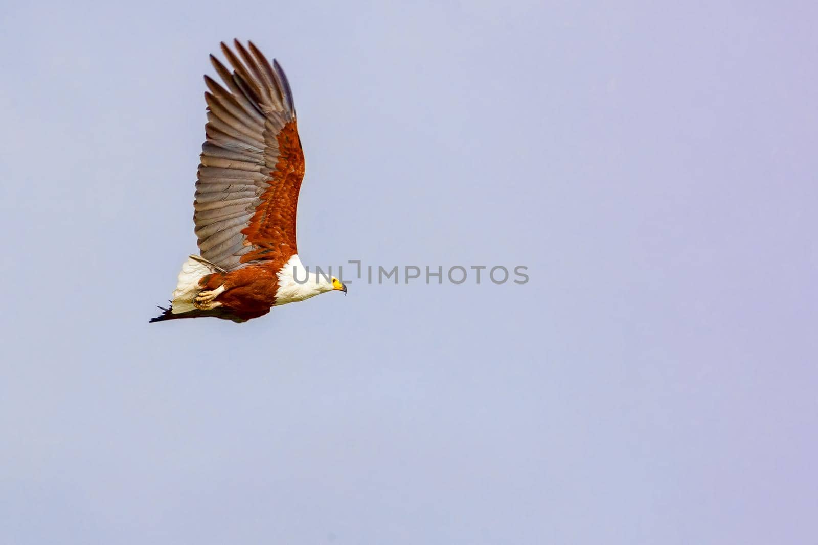 The eagle hunts on lake Nakuru. Kenya. by kolesnikov_studio