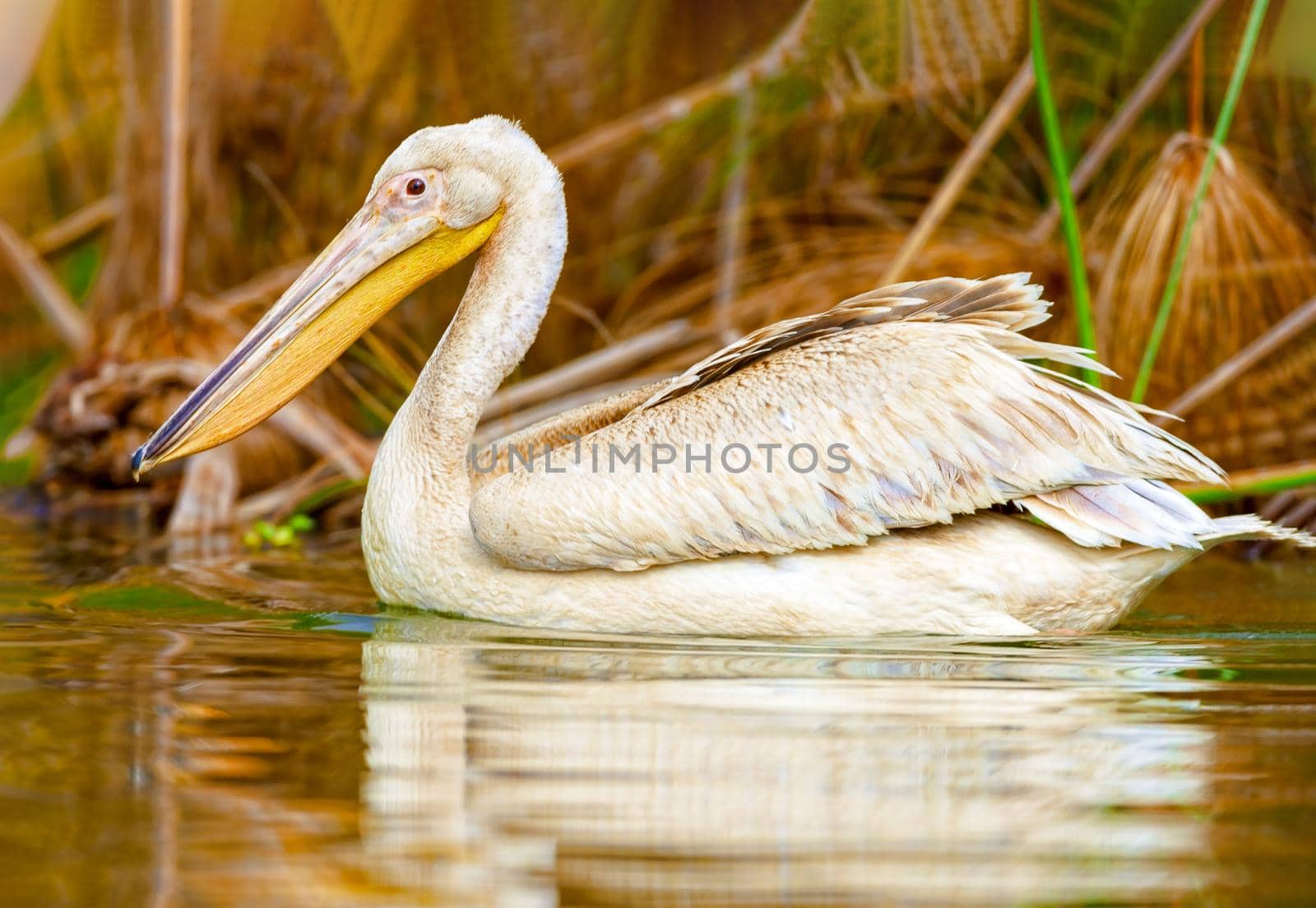 Pelican on the lake nakuru. Kenya. by kolesnikov_studio