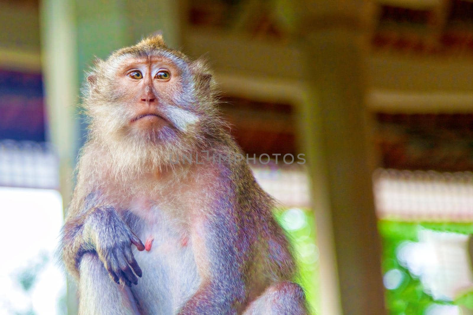 Sad monkey thinking looking to the side. Wildlife concept, Kenya national park.