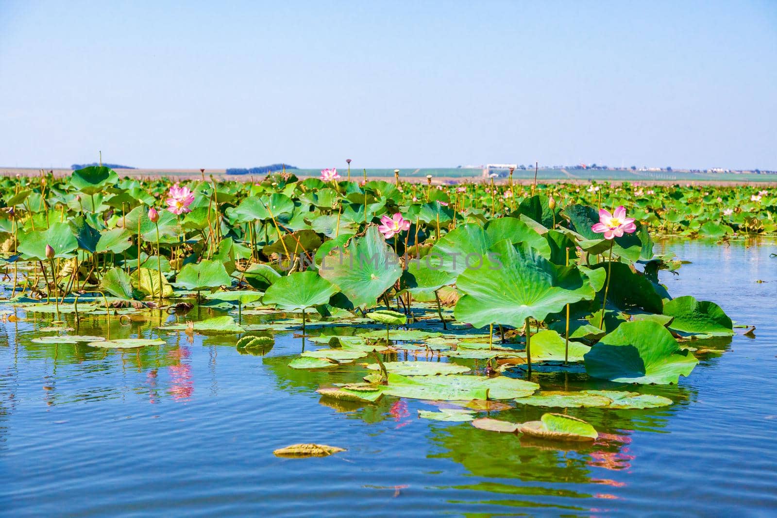 Flowers and lotus leaves among a large lake in the Krasnodar region, Russia.