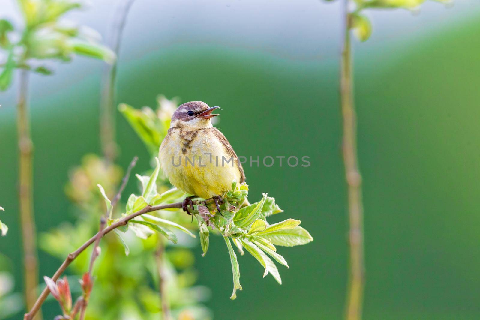 A small bird of a passerine squad is sitting on a branch. Concept of wildlife, summer, Russia, Moscow region.