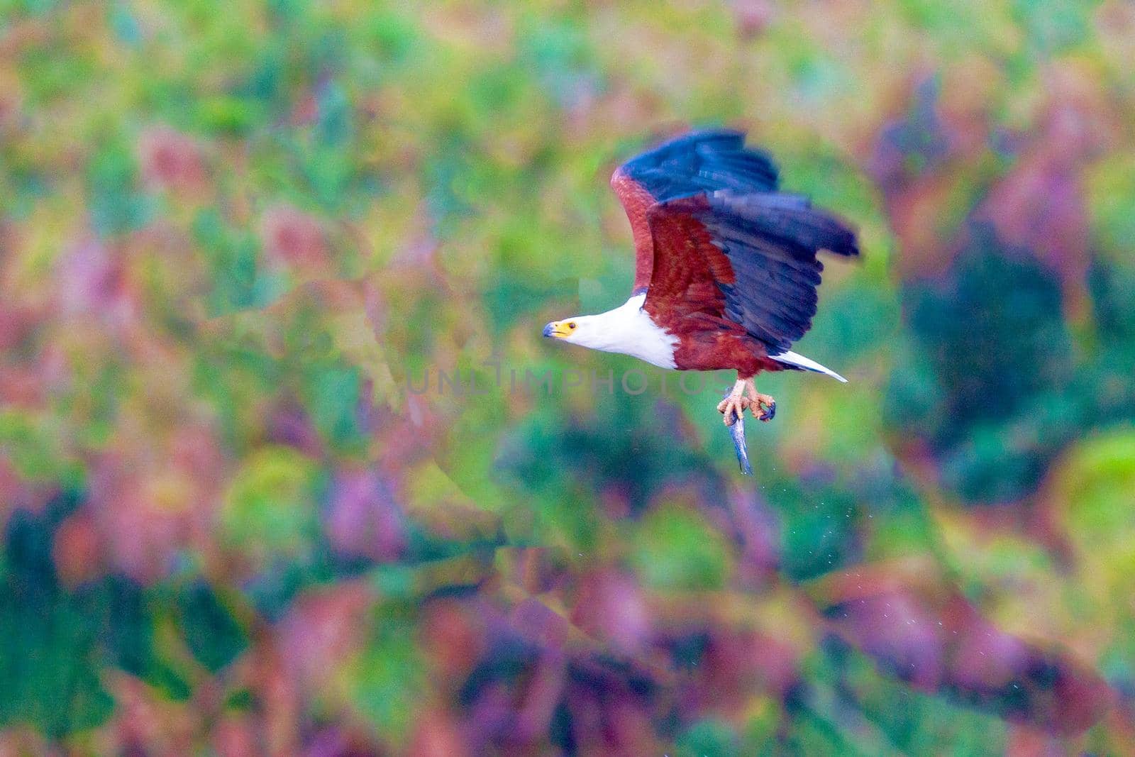 The eagle hunts on lake Nakuru. Kenya. by kolesnikov_studio