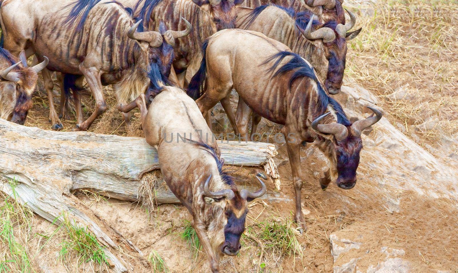 Crossing Kenya. National park. Wildebeests and zebras cross the river. Concept of wildlife, wildlife conservation. Travel concept, photo safari.