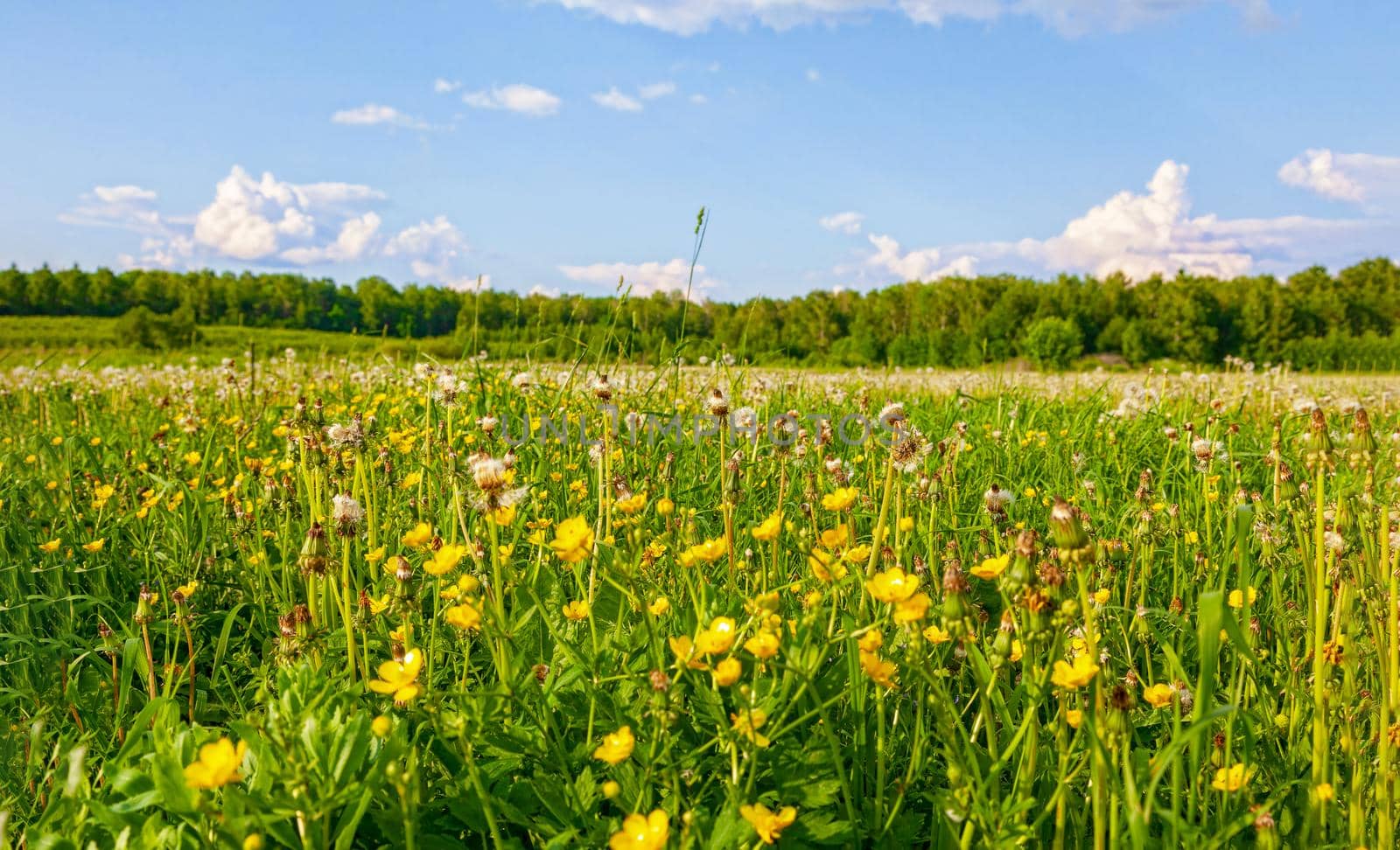 Bright flowers of a yellow dandelion in a field. by kolesnikov_studio