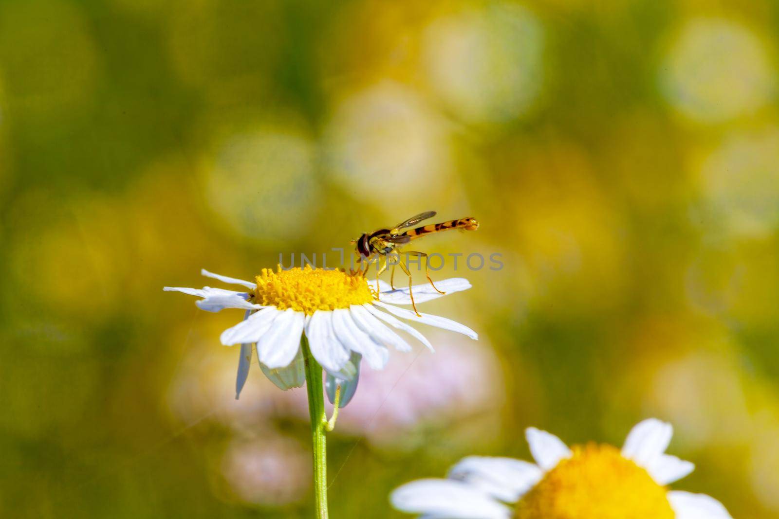 A dragonfly sits on a daisy lit by the morning spring sunshine. Close-up. Wildlife concept, beautiful background for your desktop.