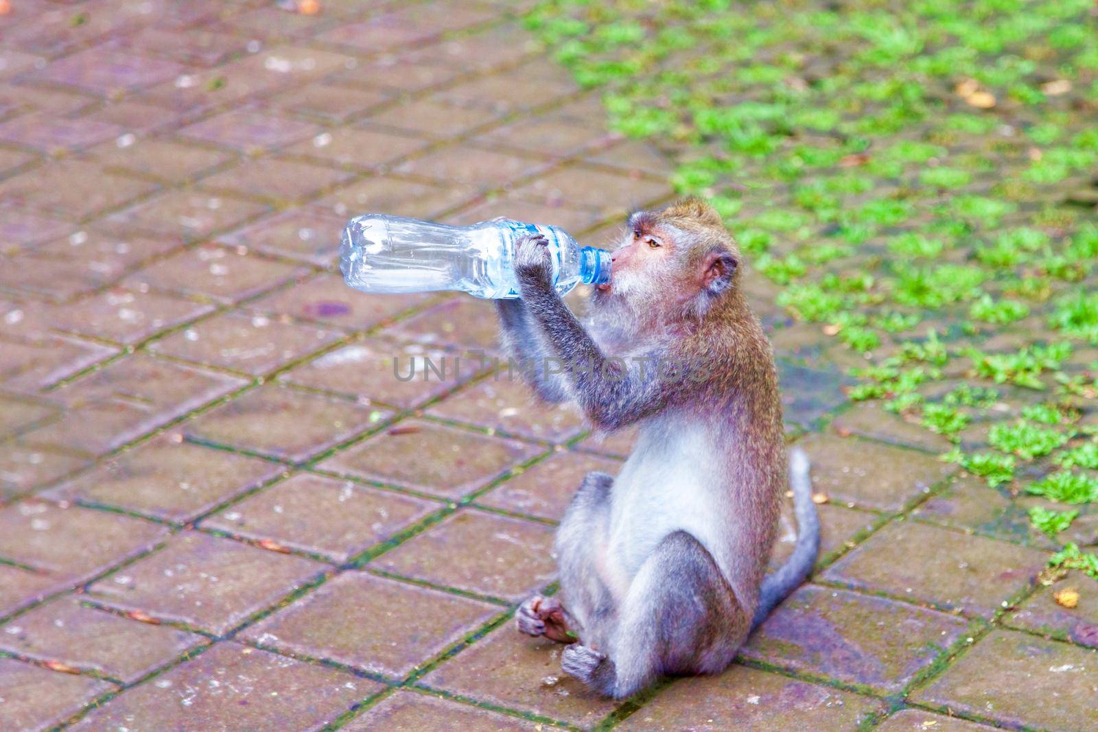 The monkey drinks water from a plastic bottle. by kolesnikov_studio
