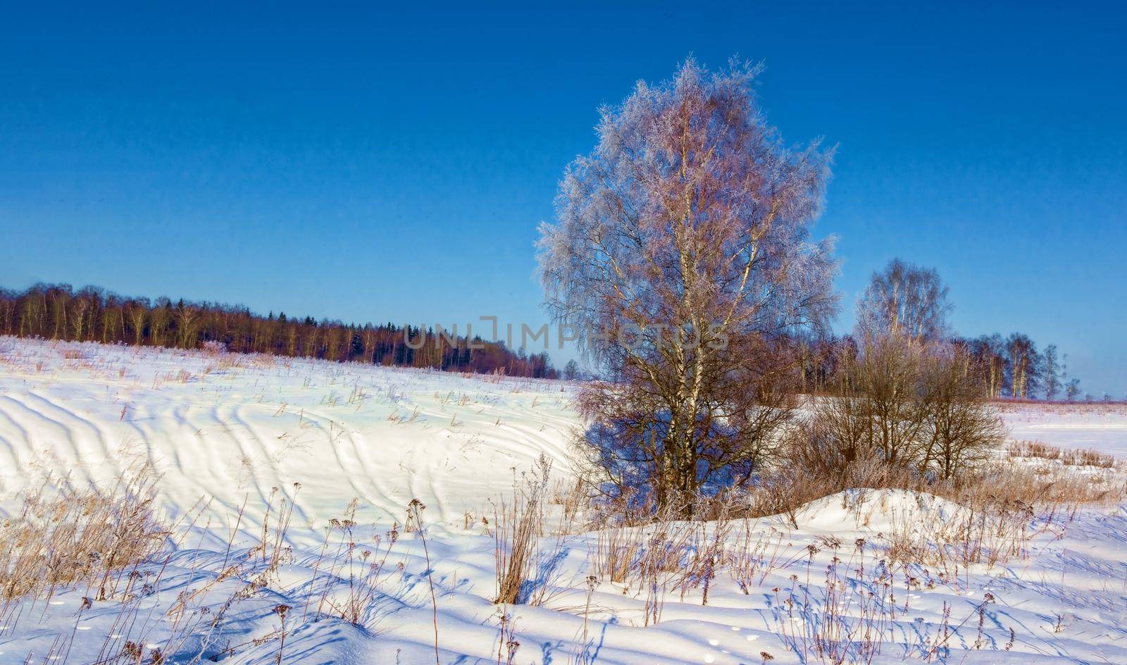 Beautiful winter landscape in Russia, Moscow region. The concept of Christmas, winter outdoor recreation.