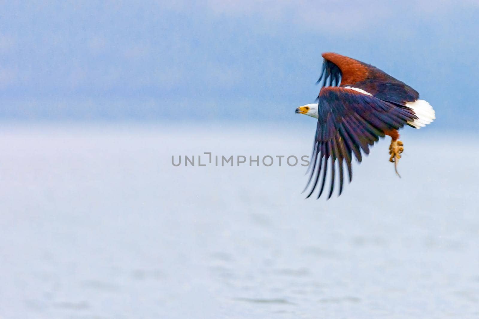 The eagle hunts fish on Lake Nakuru. Kenya. National park.