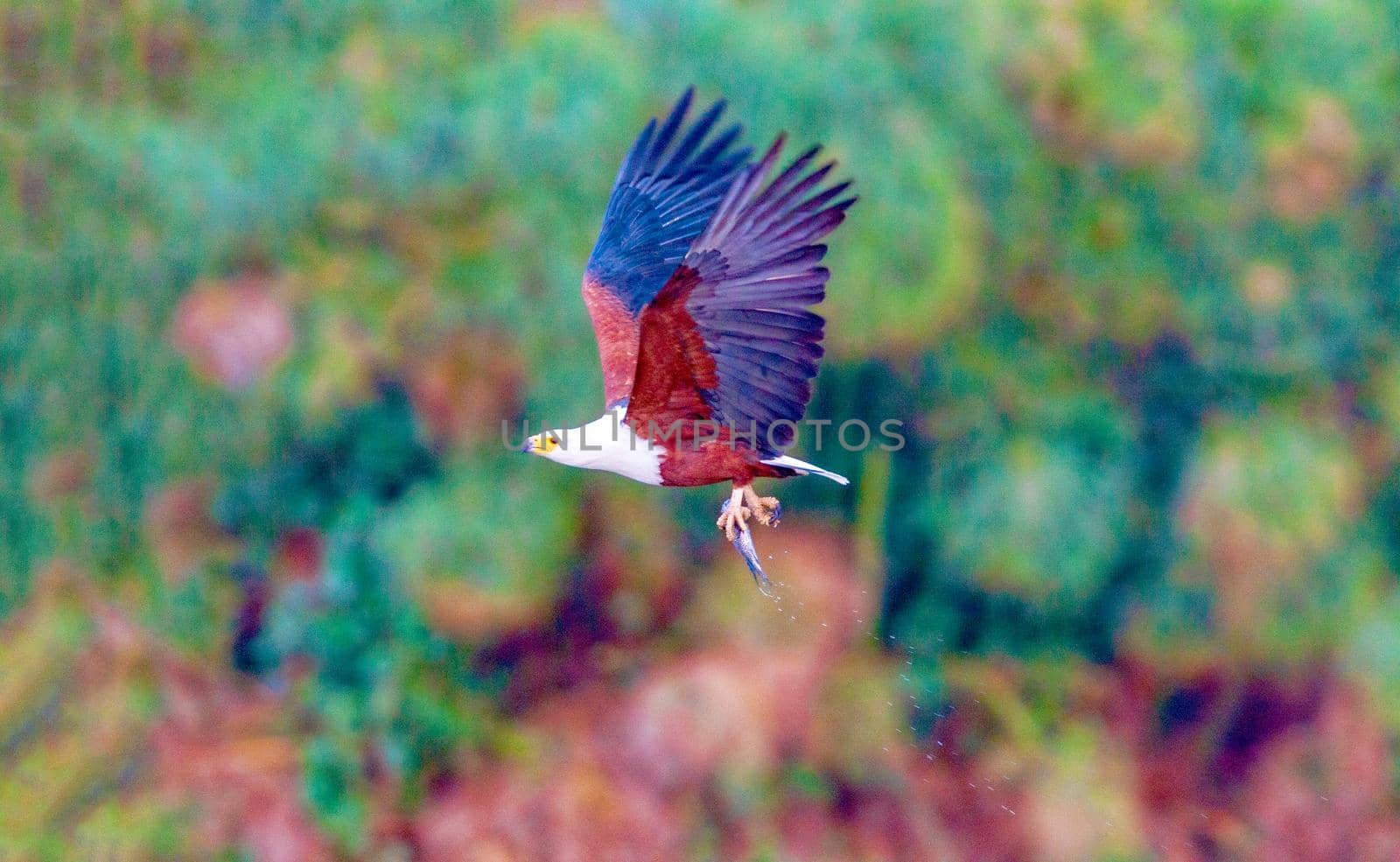 The eagle hunts fish on Lake Nakuru. Kenya. National park.